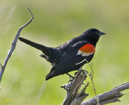 Red winged Blackbird 5404
